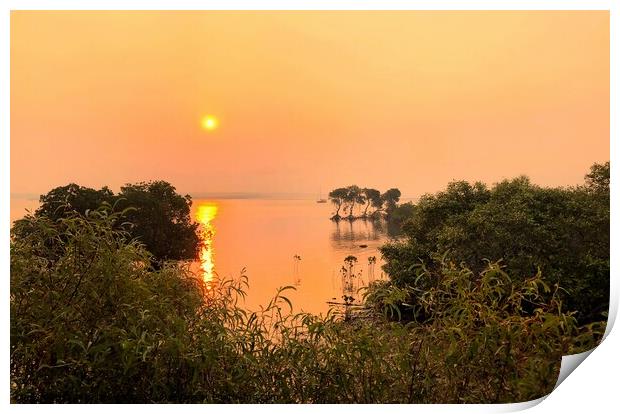 Golden Sunset over the Mangroves Print by Julie Gresty