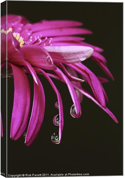 Flower With Water Droplets Canvas Print by Rick Parrott