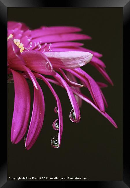 Flower With Water Droplets Framed Print by Rick Parrott