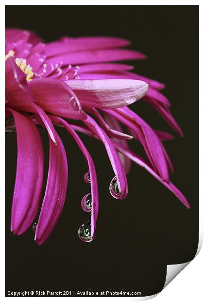 Flower With Water Droplets Print by Rick Parrott