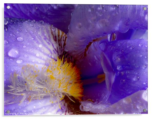 Iris Inside Acrylic by Maciej Czuchra