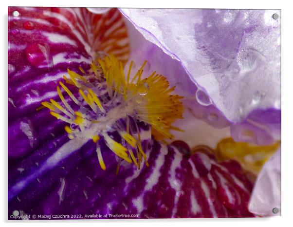 Secrets of Iris Acrylic by Maciej Czuchra
