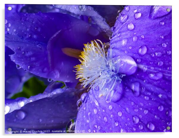 Iris in Raindrops Acrylic by Maciej Czuchra