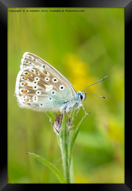 Common Blue Butterfly Framed Print by Jo Sowden