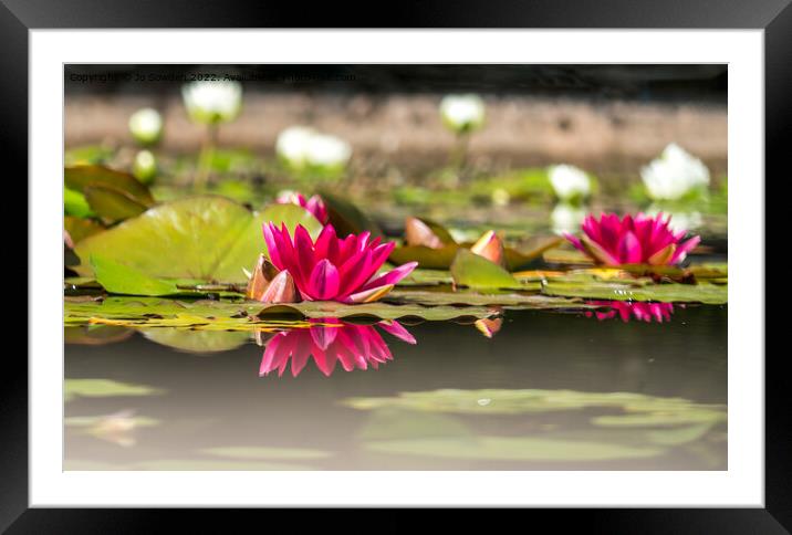Water Lily Reflections Framed Mounted Print by Jo Sowden