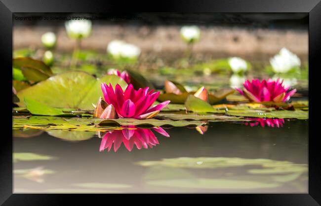 Water Lily Reflections Framed Print by Jo Sowden
