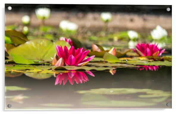 Water Lily Reflections Acrylic by Jo Sowden