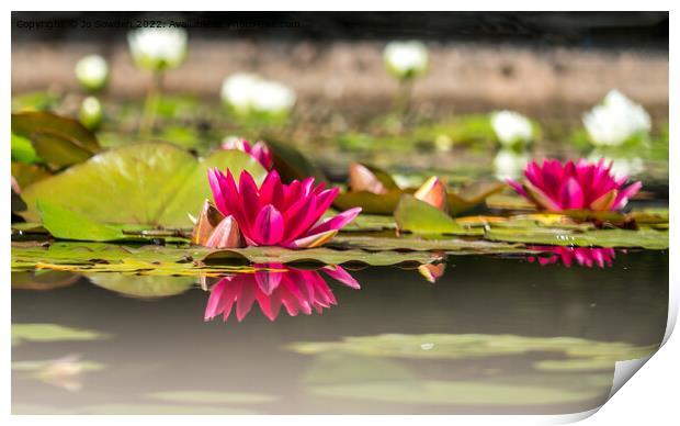 Water Lily Reflections Print by Jo Sowden