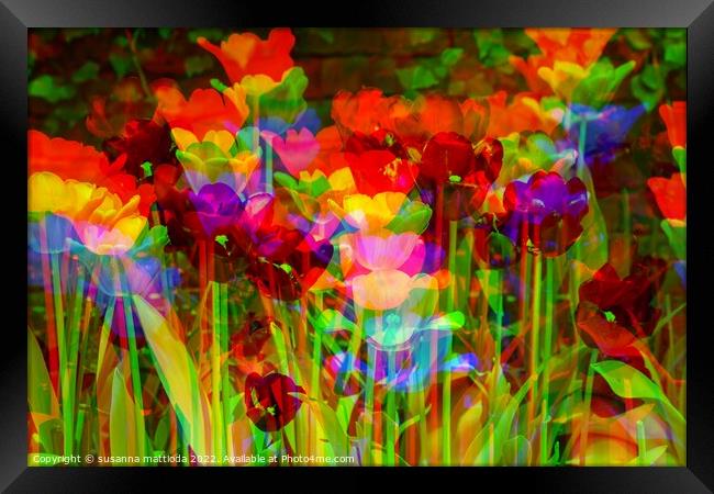 GLITCH ART on tulips Framed Print by susanna mattioda