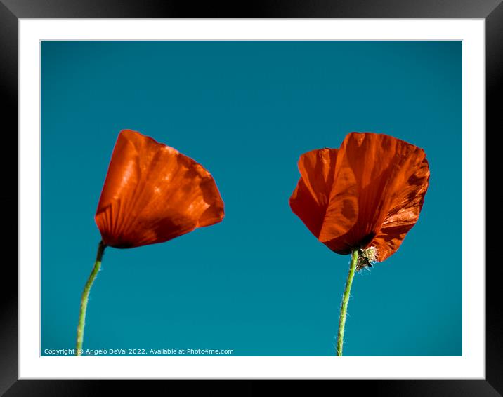 Just Two Red Poppies Framed Mounted Print by Angelo DeVal