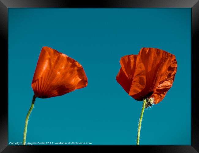 Just Two Red Poppies Framed Print by Angelo DeVal