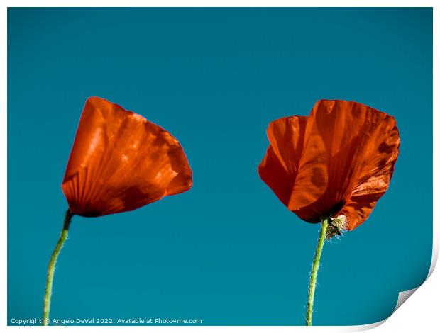 Just Two Red Poppies Print by Angelo DeVal