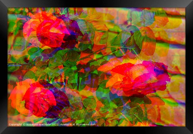 GLITCH ART on tree roses Framed Print by susanna mattioda