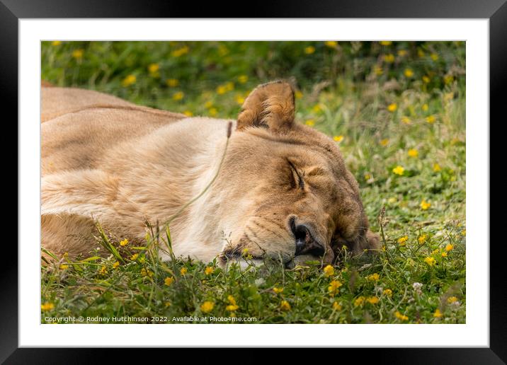 A lioness lying in the grass Framed Mounted Print by Rodney Hutchinson