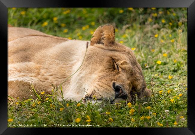 A lioness lying in the grass Framed Print by Rodney Hutchinson