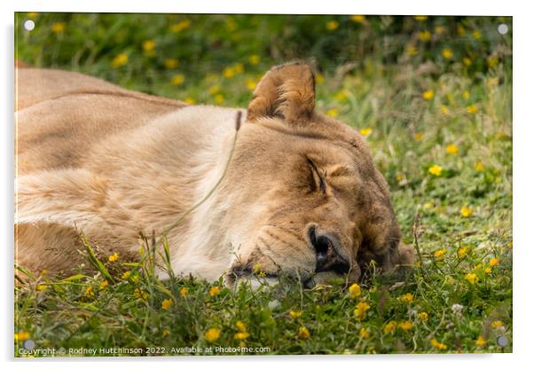 A lioness lying in the grass Acrylic by Rodney Hutchinson