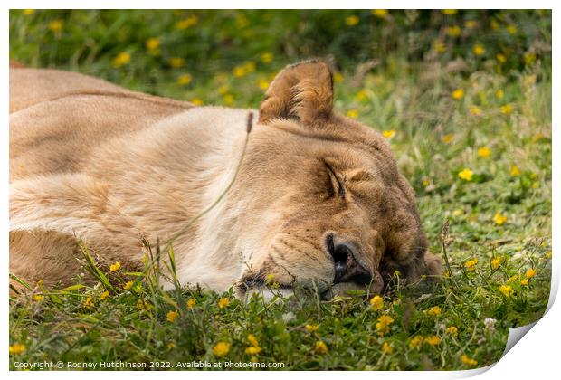 A lioness lying in the grass Print by Rodney Hutchinson