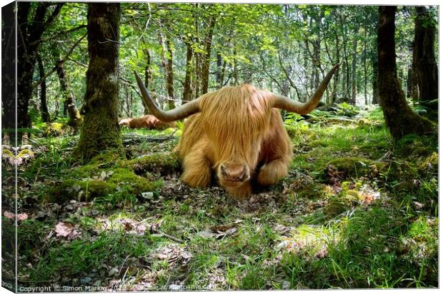Majestic Highland Cow in Autumn Forest Canvas Print by Simon Marlow