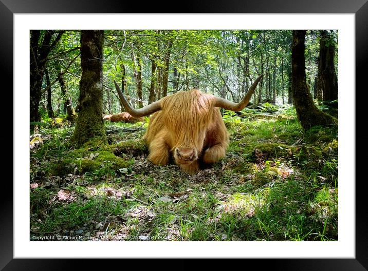 Majestic Highland Cow in Autumn Forest Framed Mounted Print by Simon Marlow