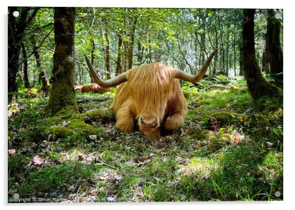 Majestic Highland Cow in Autumn Forest Acrylic by Simon Marlow