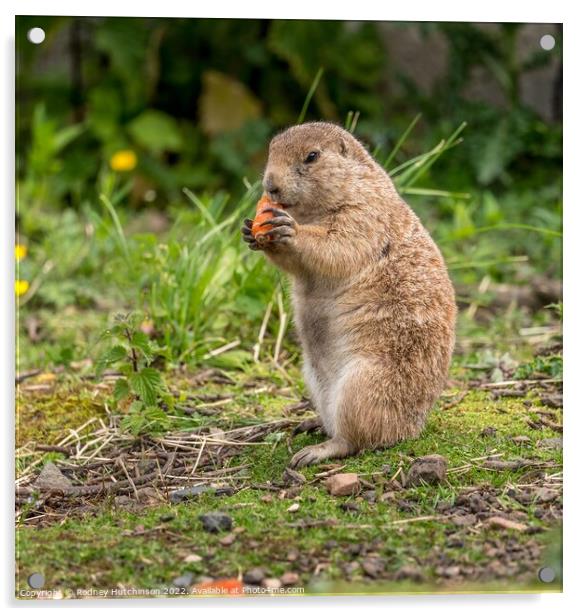 A Prairie Dog  standing on grass Acrylic by Rodney Hutchinson