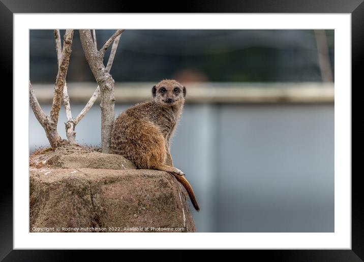 Meerkat watching Framed Mounted Print by Rodney Hutchinson
