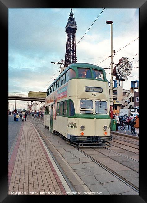 Blackpool tram 702 Framed Print by Rodney Hutchinson