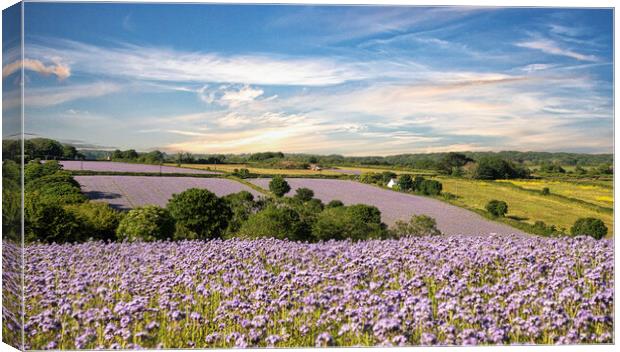 Wildflower Meadows, Cornwall Canvas Print by kathy white