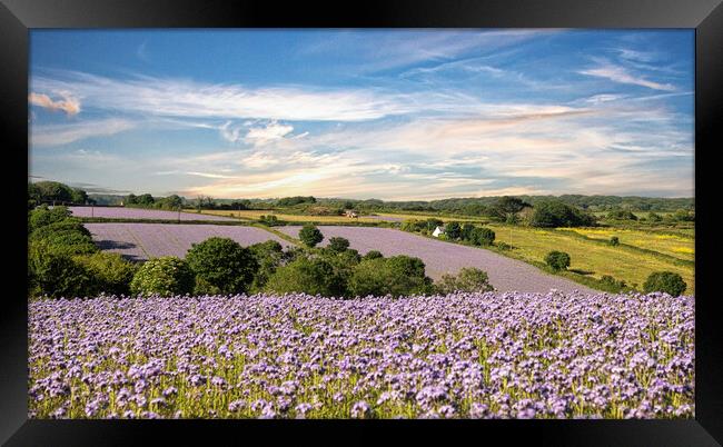 Wildflower Meadows, Cornwall Framed Print by kathy white