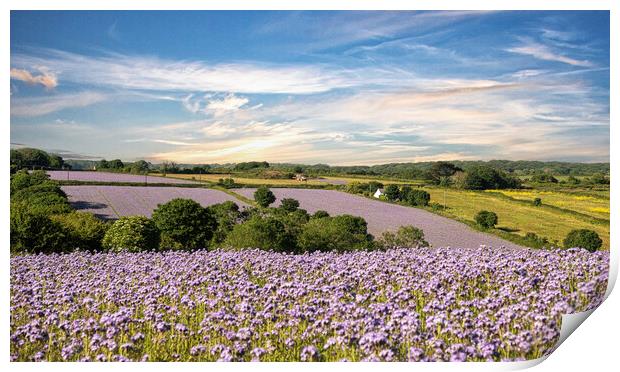 Wildflower Meadows, Cornwall Print by kathy white