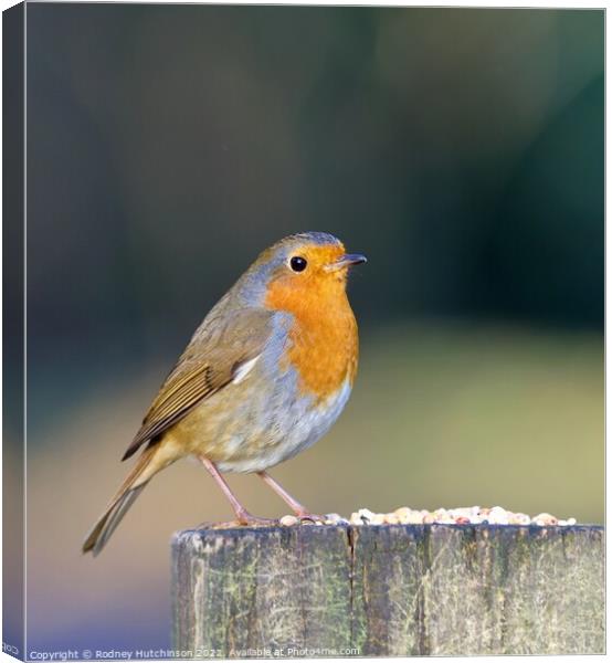 A Robin perched on a gate post Canvas Print by Rodney Hutchinson