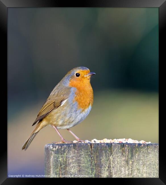 A Robin perched on a gate post Framed Print by Rodney Hutchinson