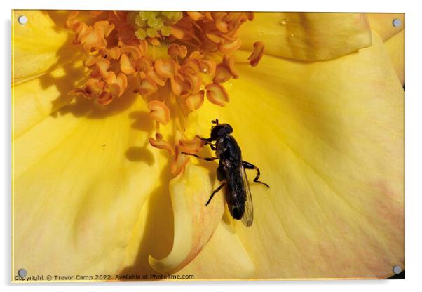 The Pollenator Acrylic by Trevor Camp