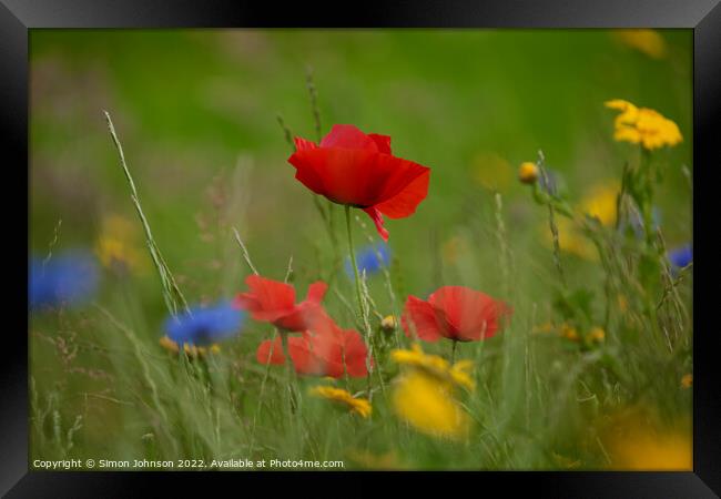 Poppy  flower Framed Print by Simon Johnson