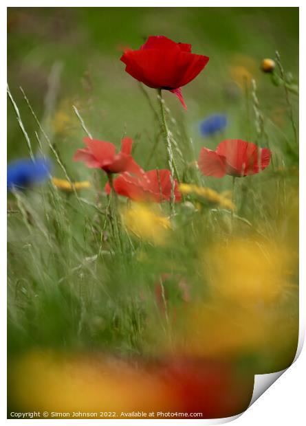 Poppy flower Print by Simon Johnson