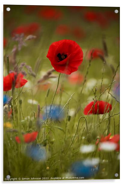 Poppy and meadow Flowers Acrylic by Simon Johnson