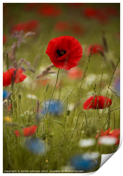 Poppy and meadow Flowers Print by Simon Johnson