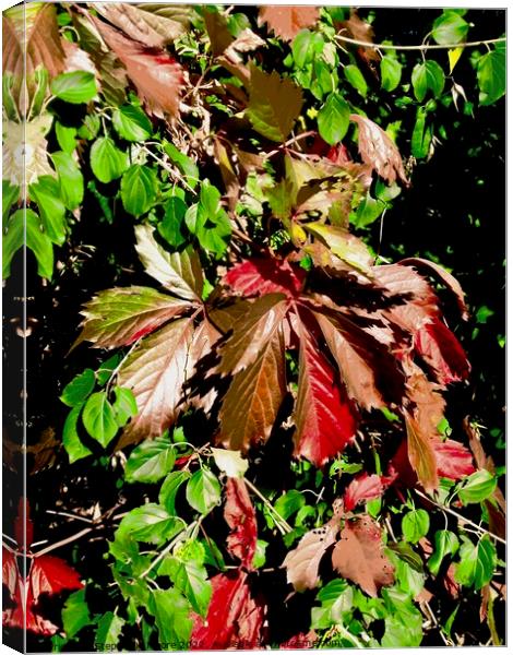 Autumn Leaves Canvas Print by Stephanie Moore
