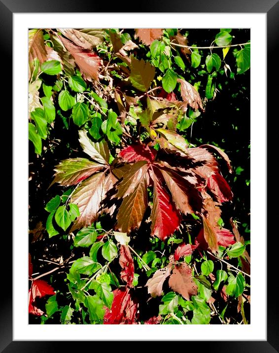 Autumn Leaves Framed Mounted Print by Stephanie Moore