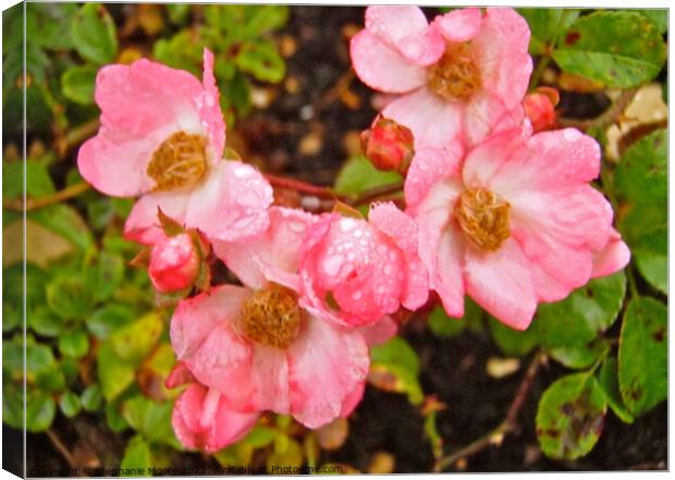 Wild roses in the rain Canvas Print by Stephanie Moore