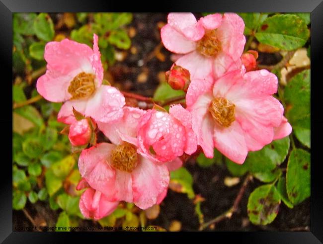 Wild roses in the rain Framed Print by Stephanie Moore