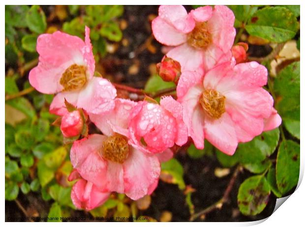 Wild roses in the rain Print by Stephanie Moore