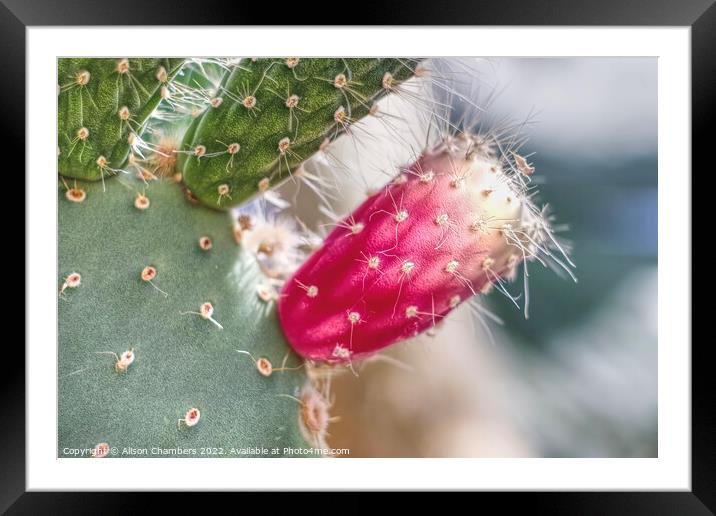 Prickly Pear Cactus Framed Mounted Print by Alison Chambers