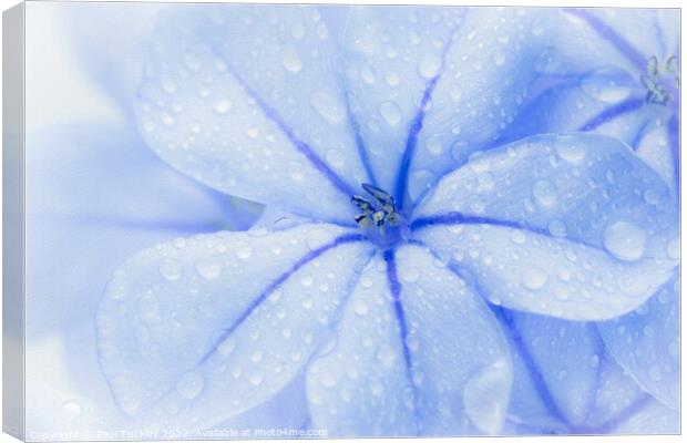 Plumbago Flower with water droplets Canvas Print by Paul Tuckley