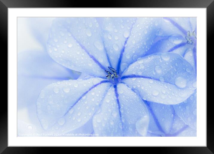 Plumbago Flower with water droplets Framed Mounted Print by Paul Tuckley