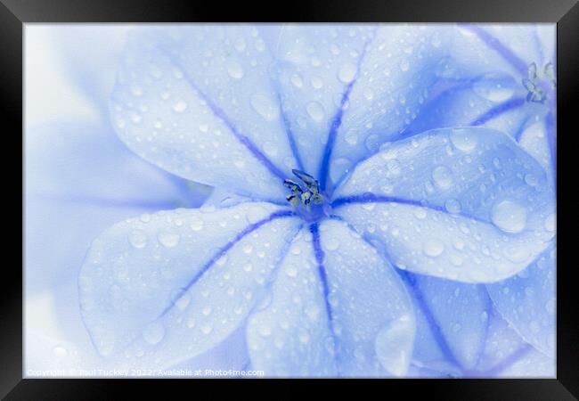 Plumbago Flower with water droplets Framed Print by Paul Tuckley