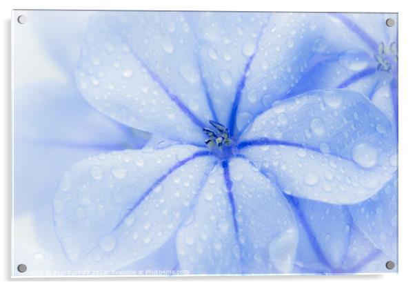 Plumbago Flower with water droplets Acrylic by Paul Tuckley