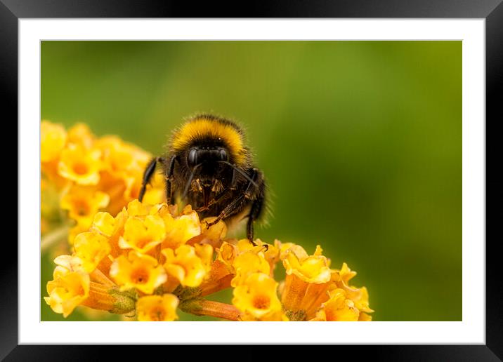 Bee on a flower,  Framed Mounted Print by kathy white