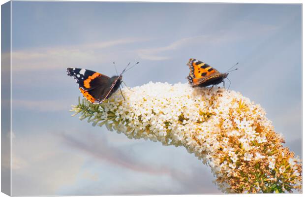 Red Admiral Butterfly, Buddleia flowers. Canvas Print by kathy white