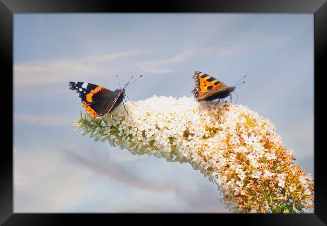 Red Admiral Butterfly, Buddleia flowers. Framed Print by kathy white